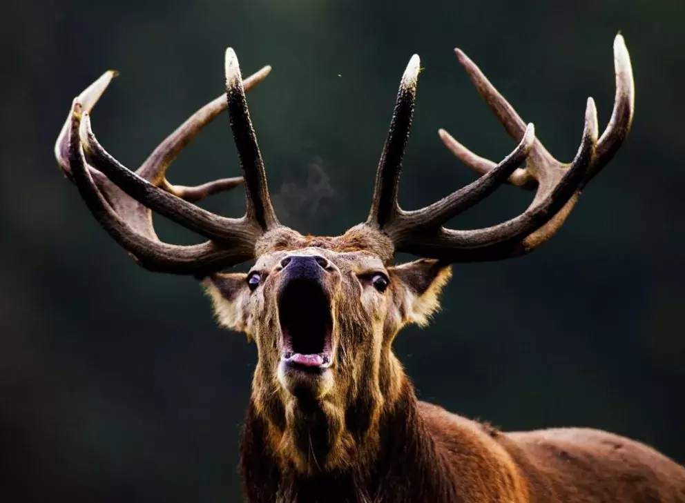 Autor se začal intenzivně věnovat fotografii přírody při první cestě do tropů v roce 2002. Od té doby podnikl již více než 30 expedic. Fotografie tvořil například v Panamě, Kostarice, Pantanalu, Amazonii nebo na Sulawesi. V posledních letech se pravidelně vrací na tajemný ostrov Borneo, který mu naprosto učaroval. Ve své tvorbě se snaží zachytit zvířata s maximální estetickou hodnotou bez přímé orientace na fotografii ptactva či hmyzu. Jeho fotografie zaznamenaly v posledních letech úspěch ve významných českých i mezinárodních fotografických soutěžích. V té nejprestižnější Wildlife Photographer of the Year získal v roce 2015 ocenění Finalist v kategorii Savci a jeho snímek se stal navíc oficiálním symbolem celého ročníku.  Aktuálně je fotografem na plný úvazek, své články publikuje na webu i v časopisech, vydal sérii výukových DVD a vede kurzy fotografie přírody.