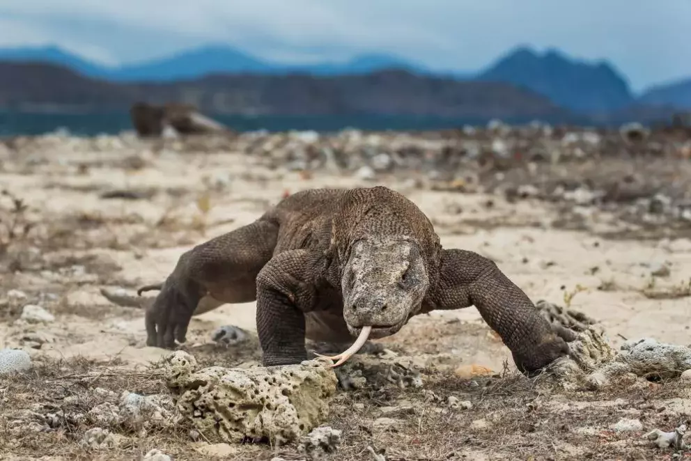 Dan Materna se zaměřuje se na reportážní a portrétní fotografii, fotografii přírody a na fotografování z letadla. Pracuje ve vydavatelství MAFRA, fotografuje pro deníky MF Dnes a Lidové noviny. Je držitelem mnoha ocenění včetně Fotografie roku 2007 v soutěži Czech Press Photo. Je autorem obrazových publikací Tajemství českého lesa (2009), Já, zlatý retrívr (2013), Česko z letadla (2015). Jeho fotografie byly prezentovány na mnoha společných i autorských výstavách.