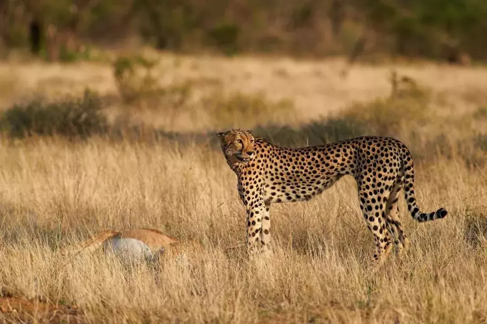 Autor se začal intenzivně věnovat fotografii přírody při první cestě do tropů v roce 2002. Od té doby podnikl již více než 30 expedic. Fotografie tvořil například v Panamě, Kostarice, Pantanalu, Amazonii nebo na Sulawesi. V posledních letech se pravidelně vrací na tajemný ostrov Borneo, který mu naprosto učaroval. Ve své tvorbě se snaží zachytit zvířata s maximální estetickou hodnotou bez přímé orientace na fotografii ptactva či hmyzu. Jeho fotografie zaznamenaly v posledních letech úspěch ve významných českých i mezinárodních fotografických soutěžích. V té nejprestižnější Wildlife Photographer of the Year získal v roce 2015 ocenění Finalist v kategorii Savci a jeho snímek se stal navíc oficiálním symbolem celého ročníku.  Aktuálně je fotografem na plný úvazek, své články publikuje na webu i v časopisech, vydal sérii výukových DVD a vede kurzy fotografie přírody.