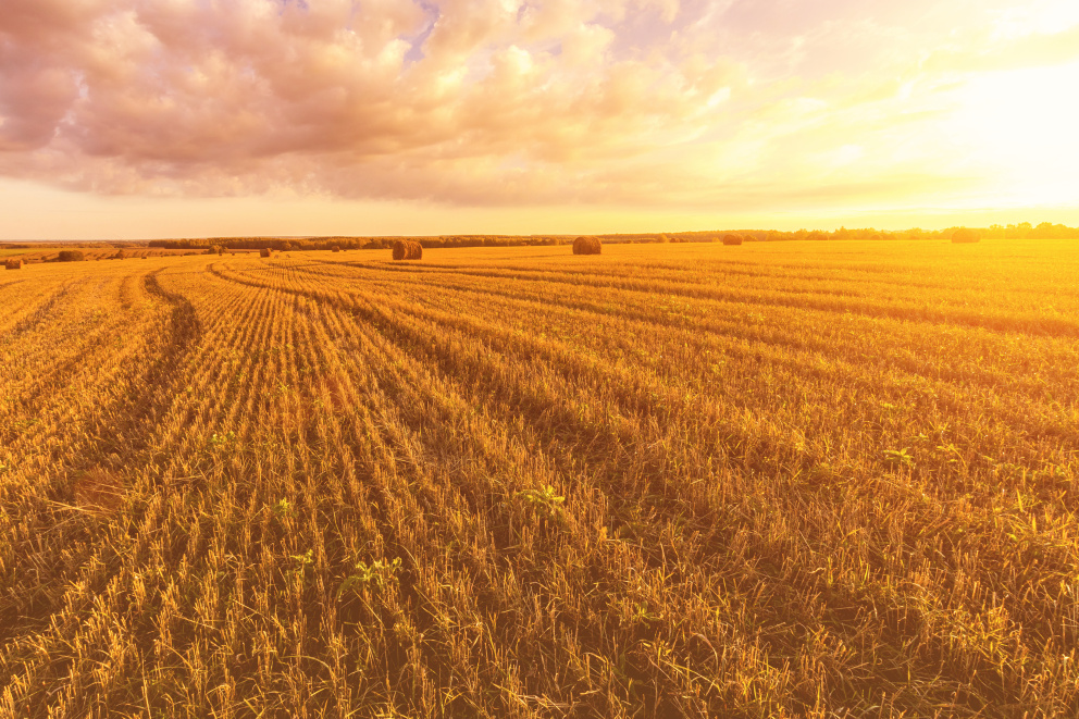 Mýty a fakta o pšenici