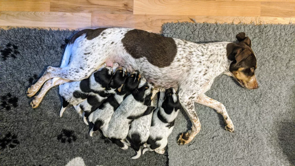 Pojištění domácích mazlíčků