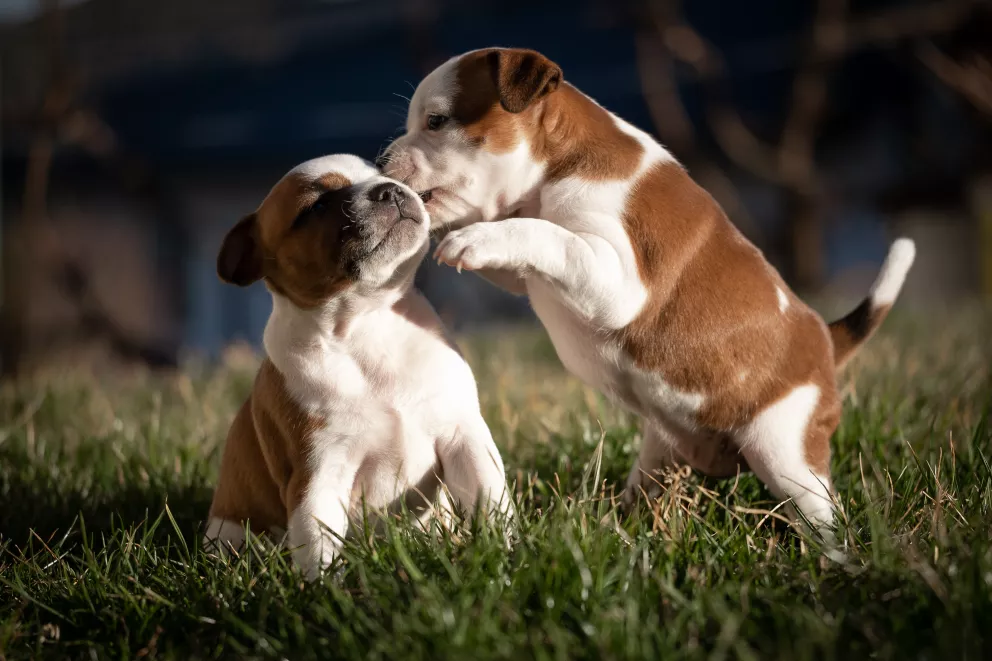 pojištění Mazlíček