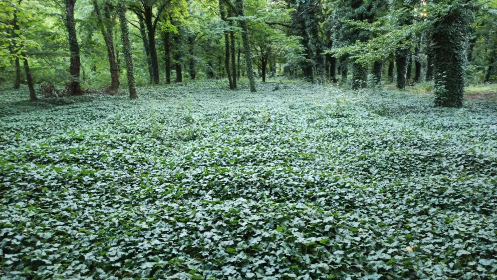 Bohnický ústavní hřbitov