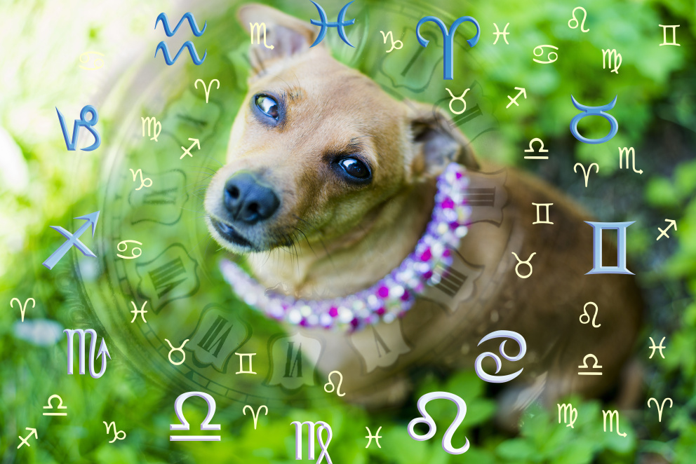 Horoskop pes