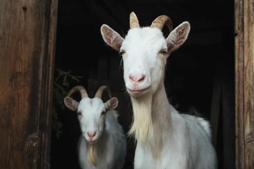 Jak podpořit imunitu