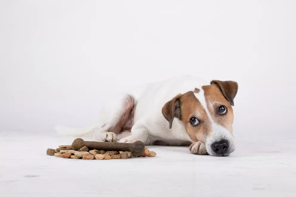 Yoggies strava pro psy a kočky