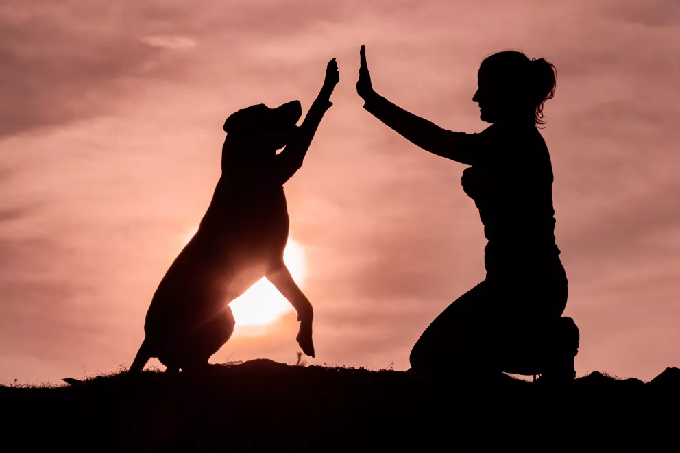 Yoggies strava pro psy a kočky