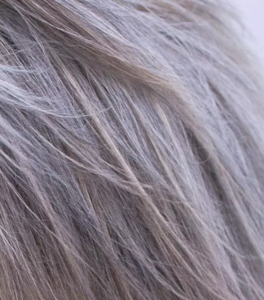 5. B)  Koňská hříva