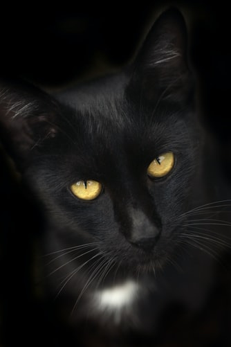Černá kočka prý nosí smůlu.
