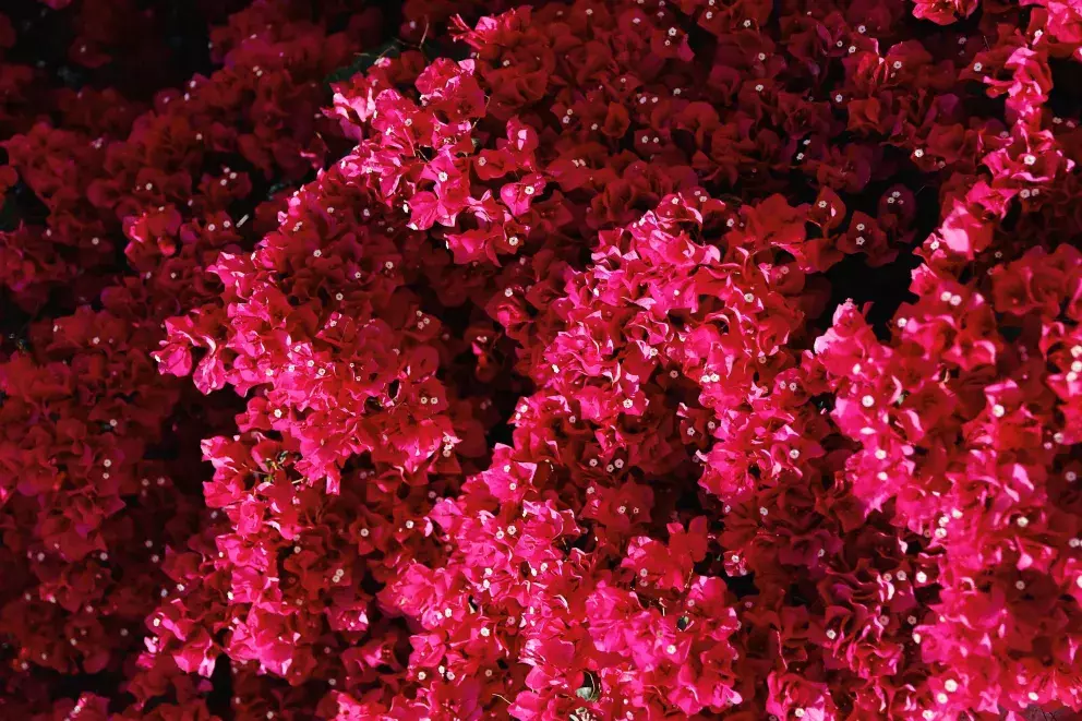 Viva Magenta a květiny