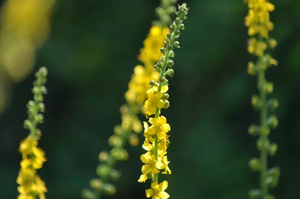 Foto 2 k článku Skvělý přírodní lék na zažívání a proti zánětům v těle teď roste všude. Už jste si natrhali řepík lékařský?