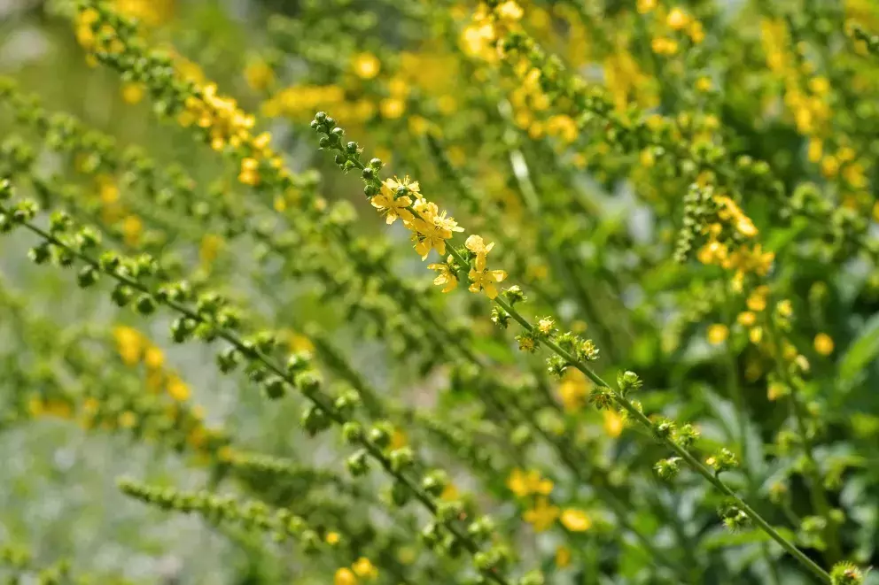 Foto 1 k článku Skvělý přírodní lék na zažívání a proti zánětům v těle teď roste všude. Už jste si natrhali řepík lékařský?