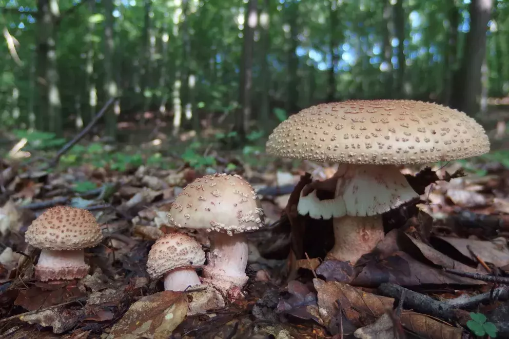 Muchomůrka růžovka