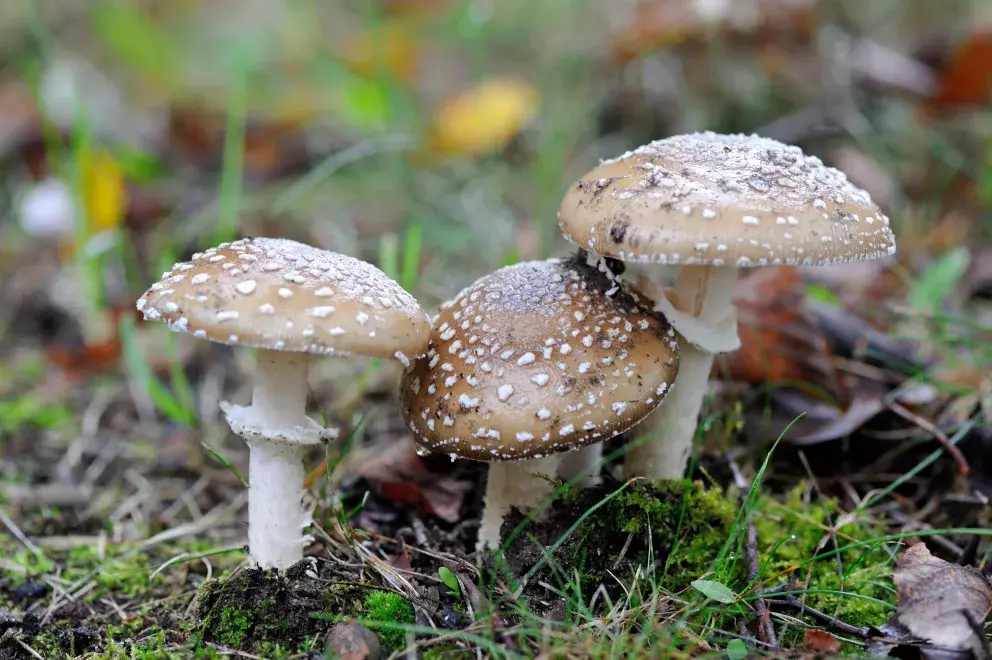 Muchomůrka tygrovaná