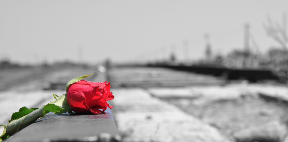 Růže na osvětimských kolejích