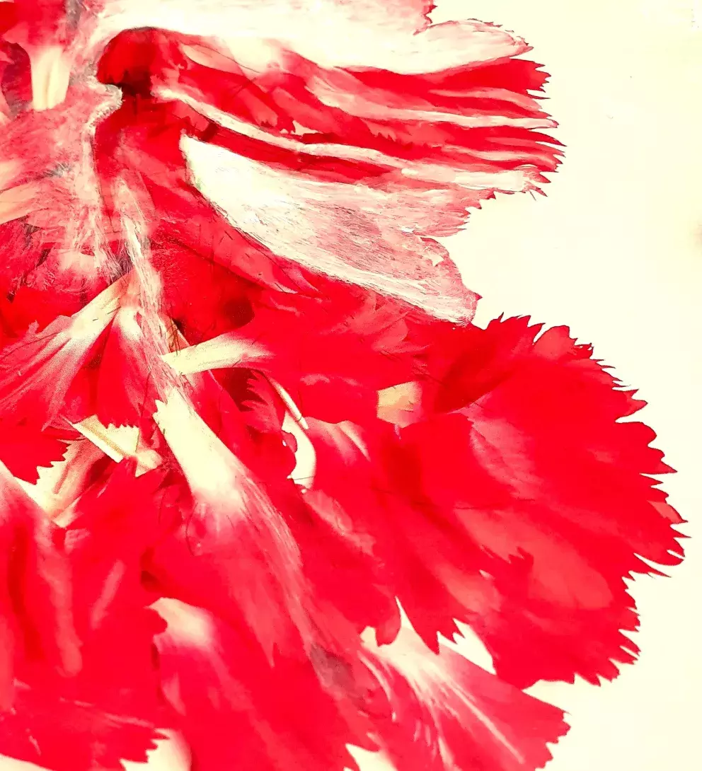 Ilustrace k fejetonu