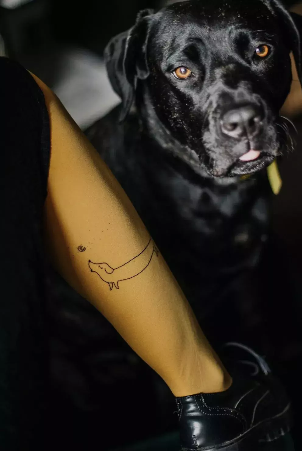 Hořčicové punčocháče s jezevčíkem, Muhehe, 419 Kč