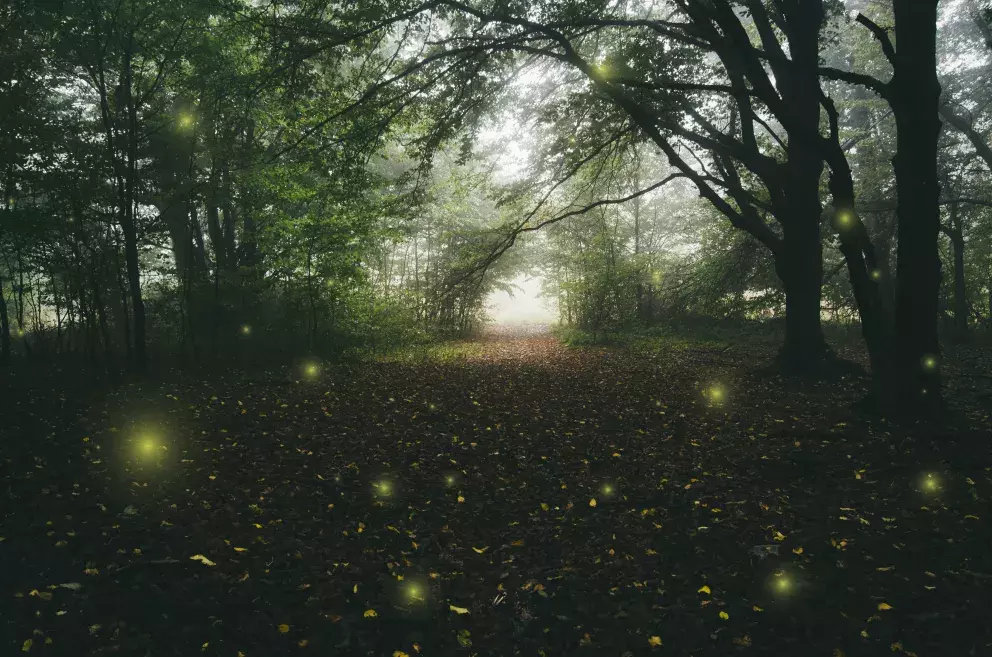 <p>Bludičky vypadají jako malé světelné koule nebo plamínky, které se mihotají v dálce</p>
