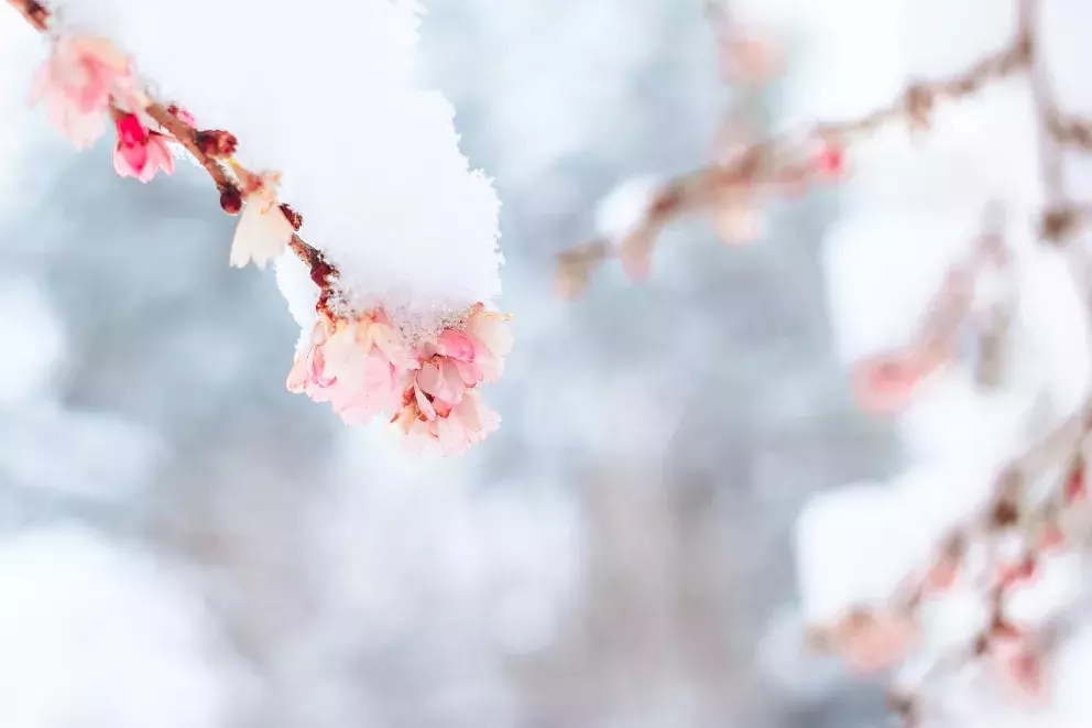 <p>Během adventu trháme barborky</p>
