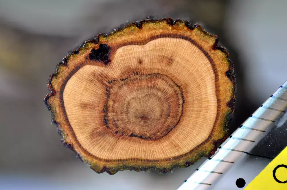 řez kmínkem jmelí 