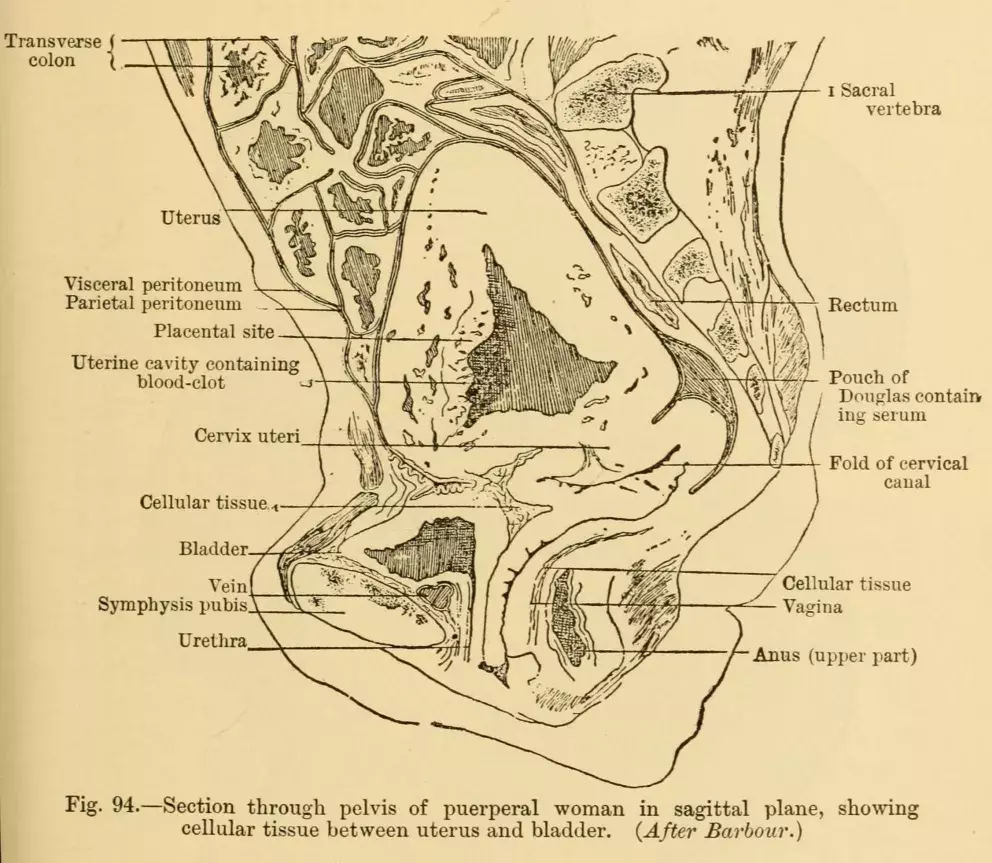 dobový průvodce ženskými chorobami
