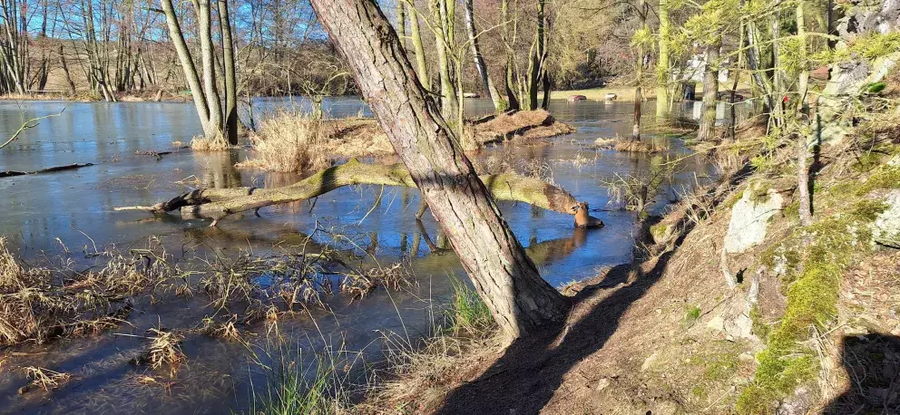 Odlezelské jezero a opilé stromy
