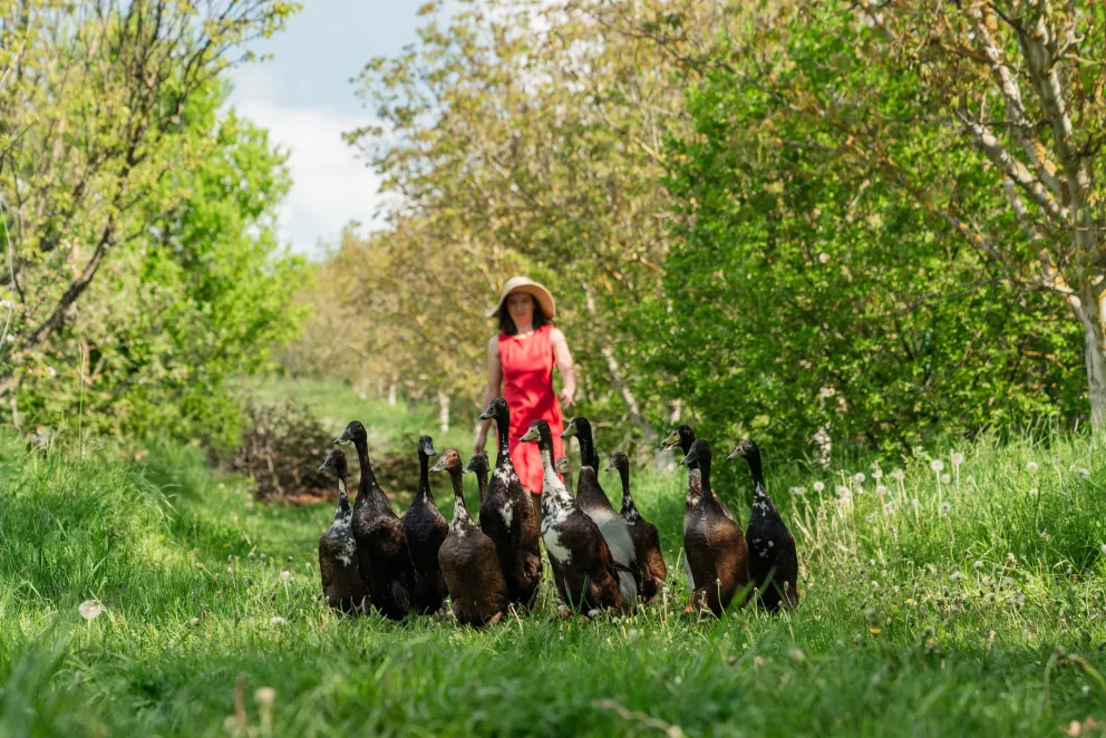 projekt nadace pro půdu