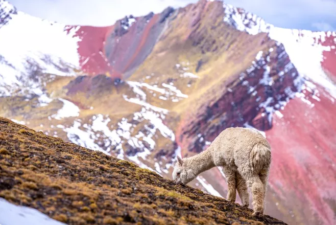 Kvíz: Co všechno víte o Peru