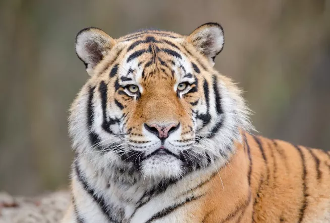 <p>Tygr mu dodává sílu překonat překážky a nikdy se nevzdat, i když okolí pochybují. Je to symbol vůdcovství, odvahy a vnitřní ohně, který nikdy nezhasíná.</p>

