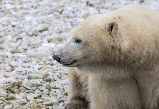 <p>Medvěd představuje stabilitu, ochranu a hluboké spojení se zemí. Stejně jako Býk si užívá pohodlí, dobré jídlo a bezpečný domov.</p>
