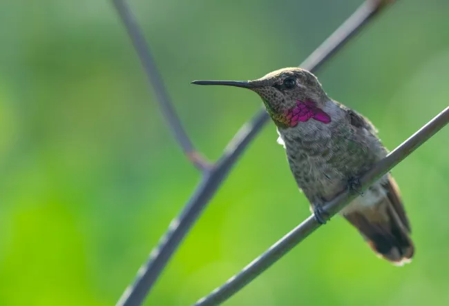 <p>Kolibřík se nikdy nezastaví a objevuje krásu i v maličkostech. Blíženci mají duši cestovatele, který hledá inspiraci v každém rozhovoru a zážitku.</p>
