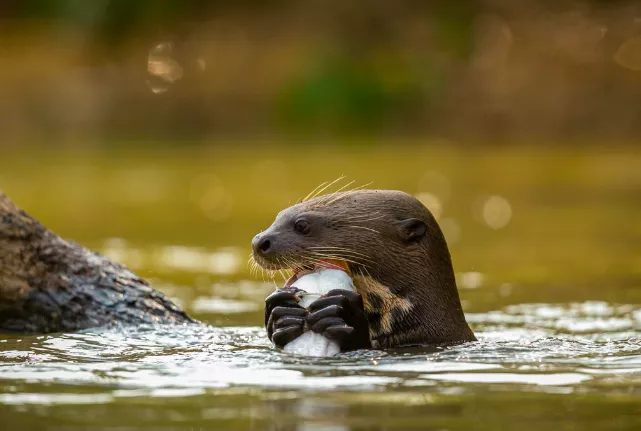 <p>Rak se cítí nejlépe, když se může starat o své blízké a vytvářet pro ně bezpečné prostředí. Vydra mu dodává lehkost a připomíná, že i v citových bouřích je důležité si uchovat radost a laskavost.</p>
