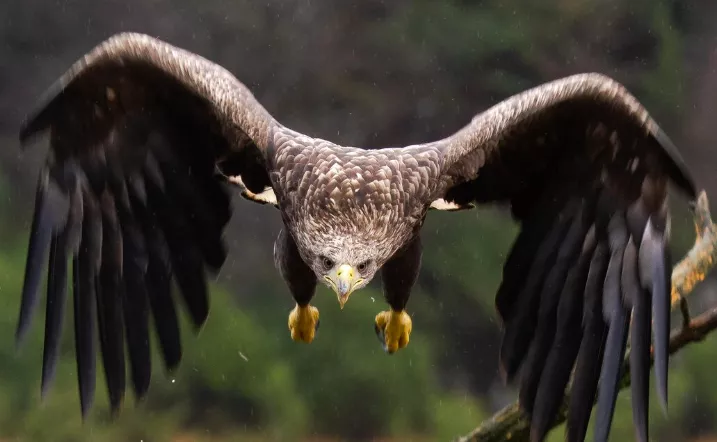 <p>Orel symbolizuje sílu, vizi a vůdčí schopnosti. Lvi díky své vnitřní moudrosti často inspirují druhé, i když si to sami neuvědomují.</p>
