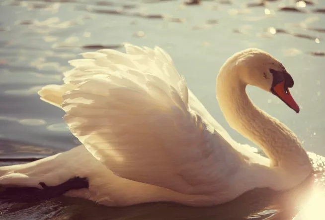 <p>Labuť jim pomáhá zůstat <strong>elegantní i v těžkých chvílích</strong> a učí je hledat kompromisy bez ztráty důstojnosti.</p>
