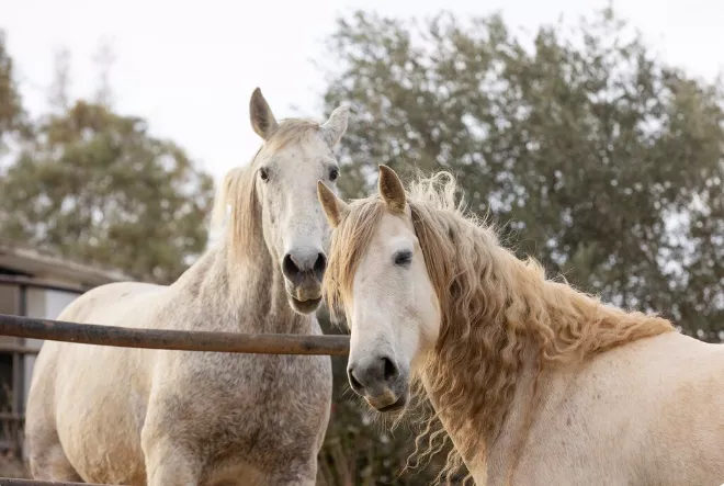 <p>Kůň <strong>vnáší do jeho života odvahu, optimismus </strong>a chuť poznávat nové obzory.</p>
