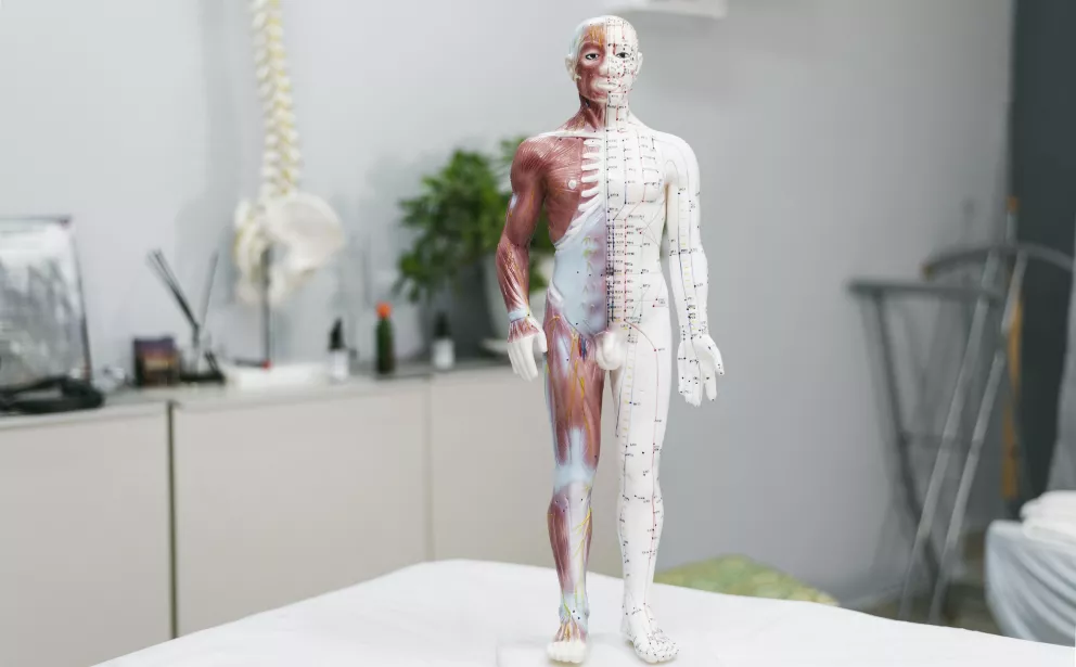 lidské tělo anatomická figurína