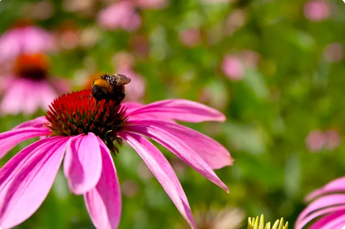 Echinacea
