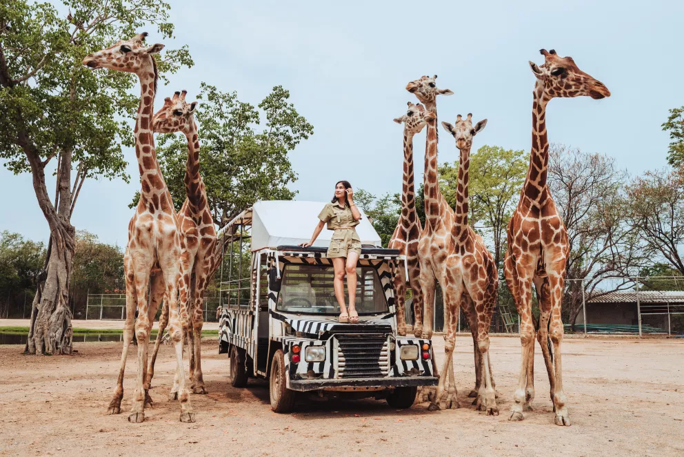 žena v safari se žirafami