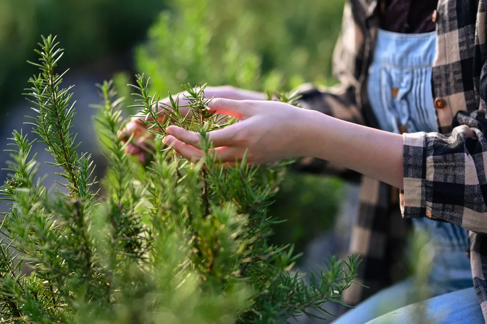 pěstování rozmarýnu