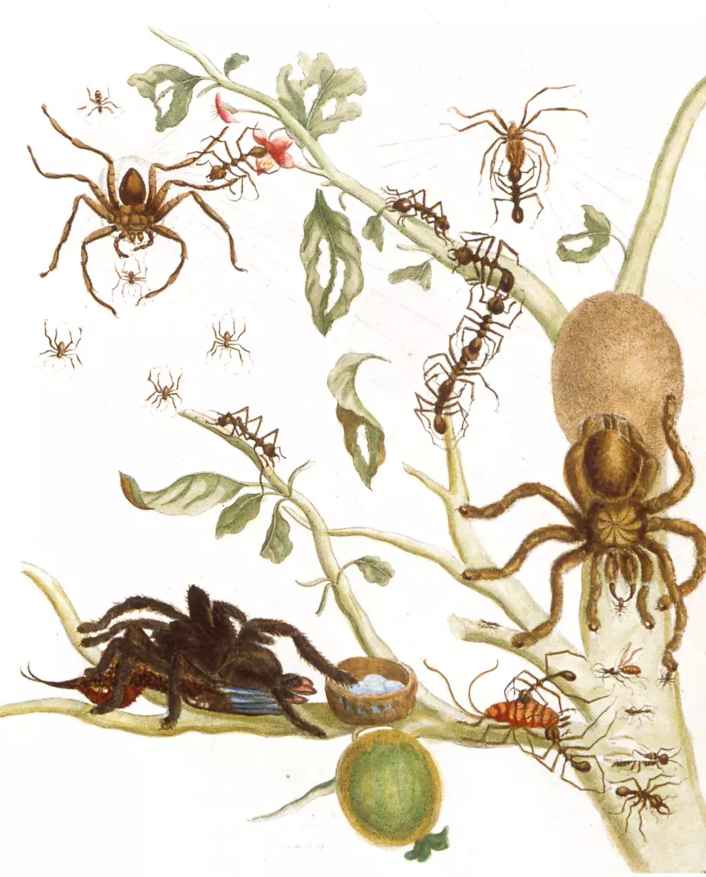 Stránka z knihy Metamorphosis Insectorum Surinamensium (Metamorfózy surinamského hmyzu)
