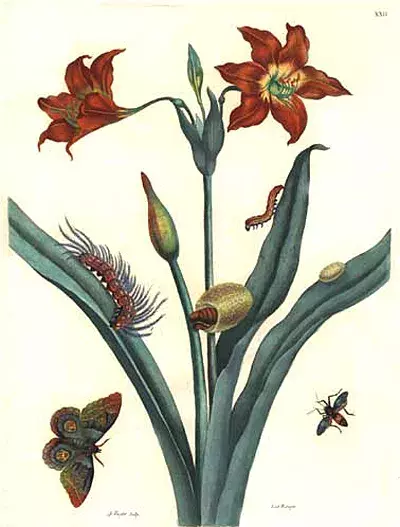 Stránka z knihy Metamorphosis Insectorum Surinamensium (Metamorfózy surinamského hmyzu)