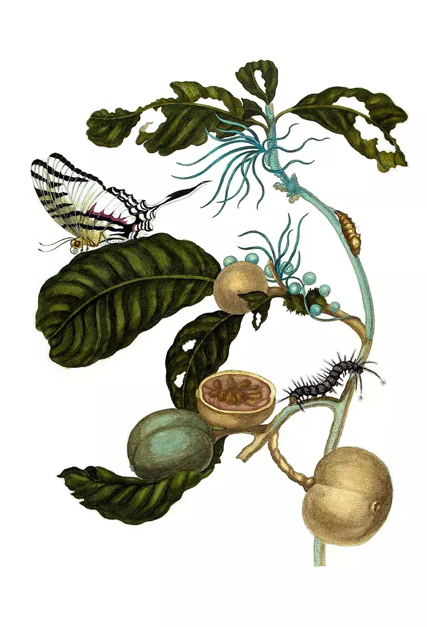 Stránka z knihy Metamorphosis Insectorum Surinamensium (Metamorfózy surinamského hmyzu)