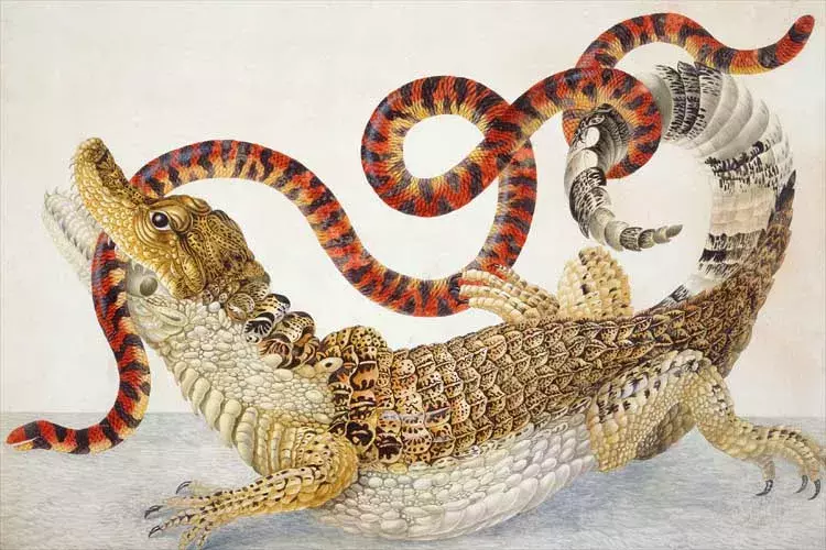 Stránka z knihy Metamorphosis Insectorum Surinamensium (Metamorfózy surinamského hmyzu)