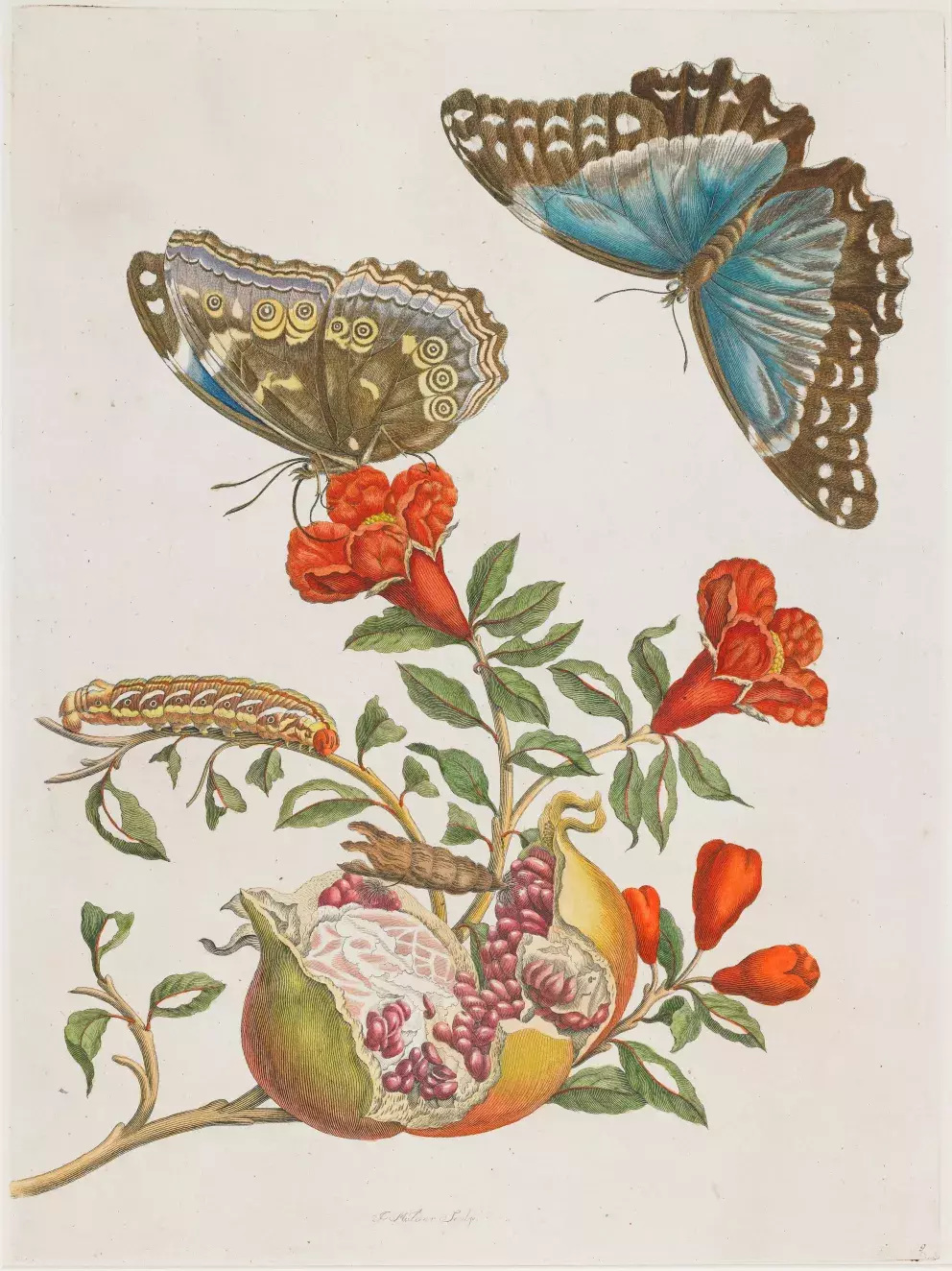 Stránka z knihy Metamorphosis Insectorum Surinamensium (Metamorfózy surinamského hmyzu)