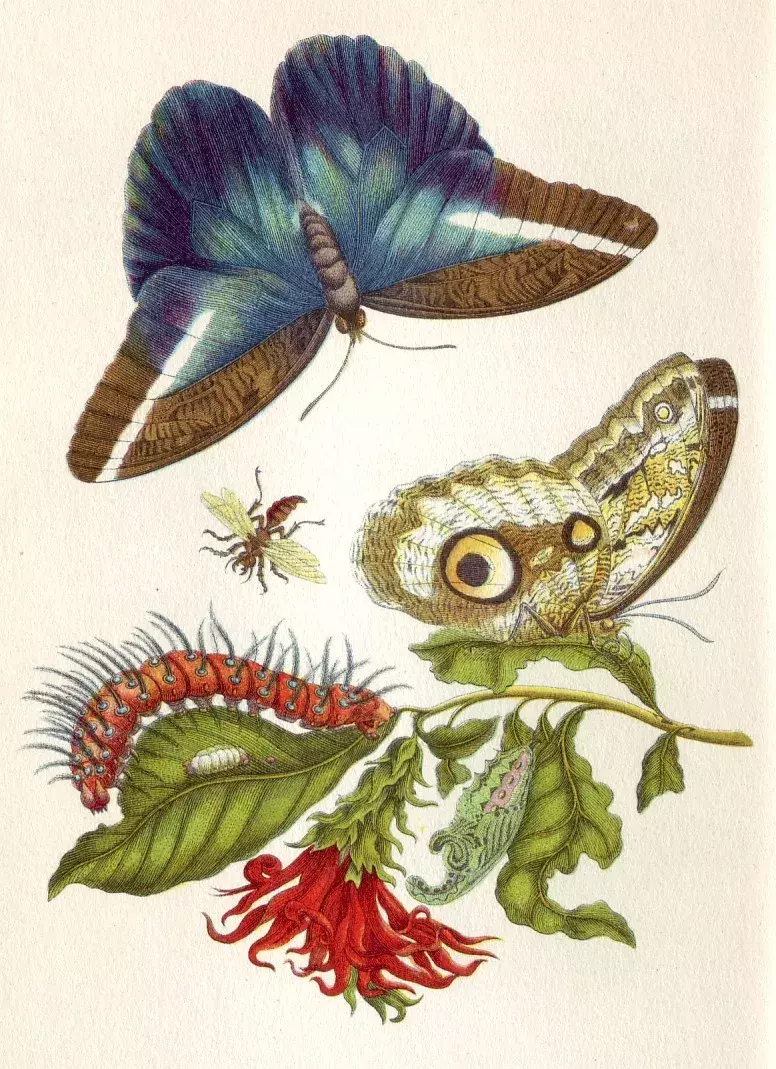 Stránka z knihy Metamorphosis Insectorum Surinamensium (Metamorfózy surinamského hmyzu)