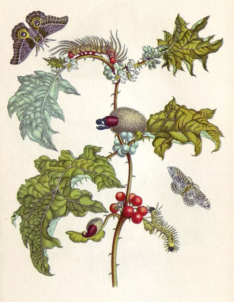 Stránka z knihy Metamorphosis Insectorum Surinamensium (Metamorfózy surinamského hmyzu)
