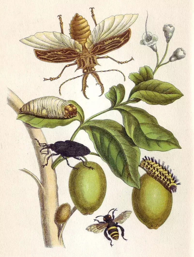 Stránka z knihy Metamorphosis Insectorum Surinamensium (Metamorfózy surinamského hmyzu)