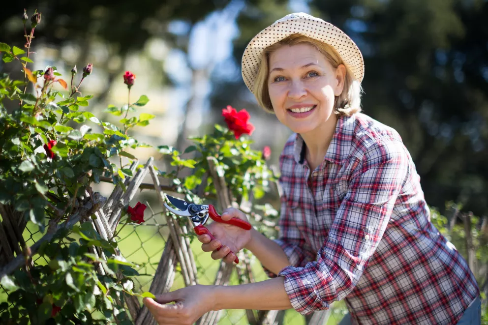 žena stříhá růže