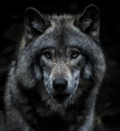 Symbol vlka vás nabádá, abyste věnovali pozornost lidem kolem vás. Možná je ve vašem okolí někdo, kdo vám chce uškodit.