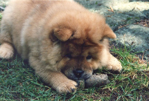1280px-Chow_chow_puppy